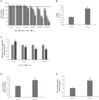 METTL3/m6A/miRNA-873-5p Attenuated Oxidative Stress and Apoptosis in Colistin-Induced Kidney Injury by Modulating Keap1/Nrf2 Pathway